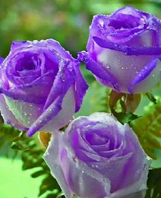 84c5881f9a843bbd0d66cd7f8e142b54