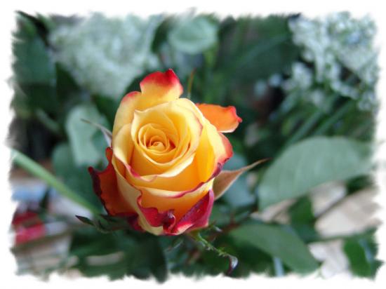 BOUDHA CELESTE FLEUR