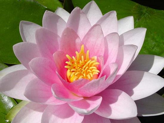 LOTUS  FLEURS ET ANGES