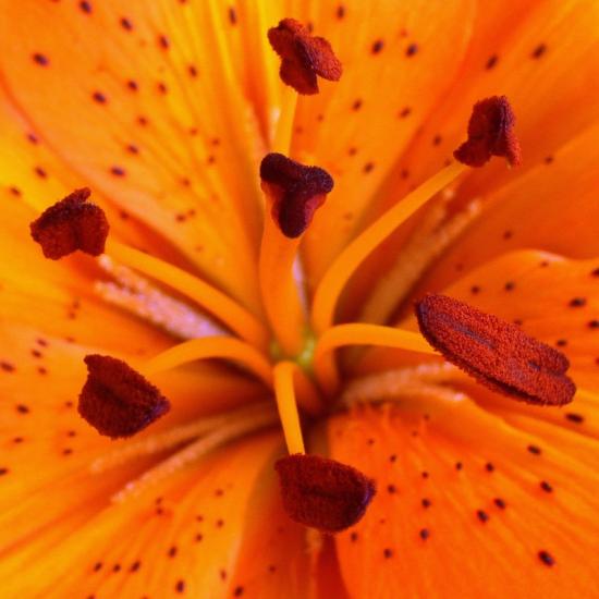 FLEURS CELESTE