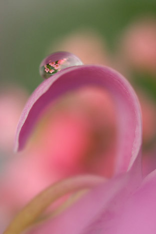 FLEURS CELESTE