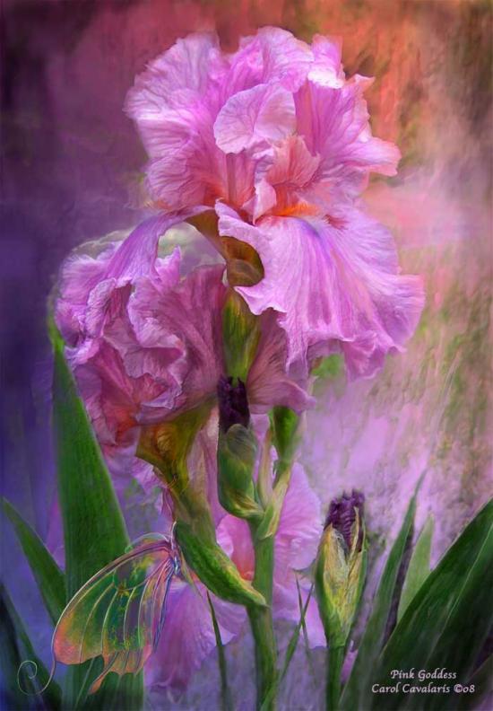 FLEUR FEE DRAGON