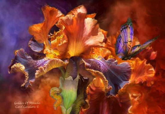 FAIRIE ET FLEUR ANGE