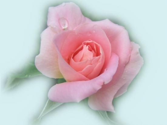 FLEUR FEE DRAGON