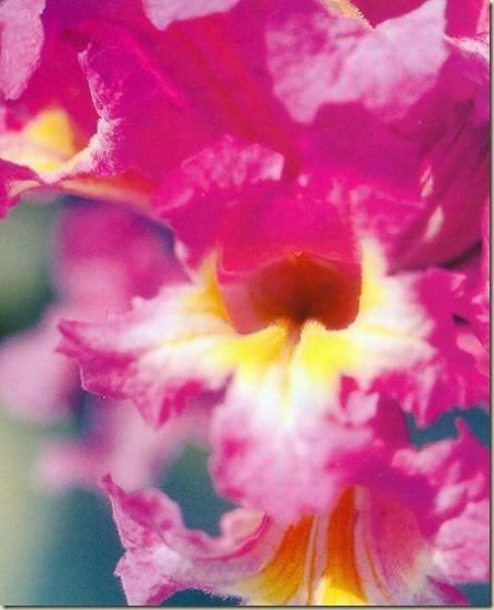 FLEUR ANGE BOUDHA