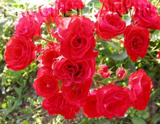 FLEURS CELESTE