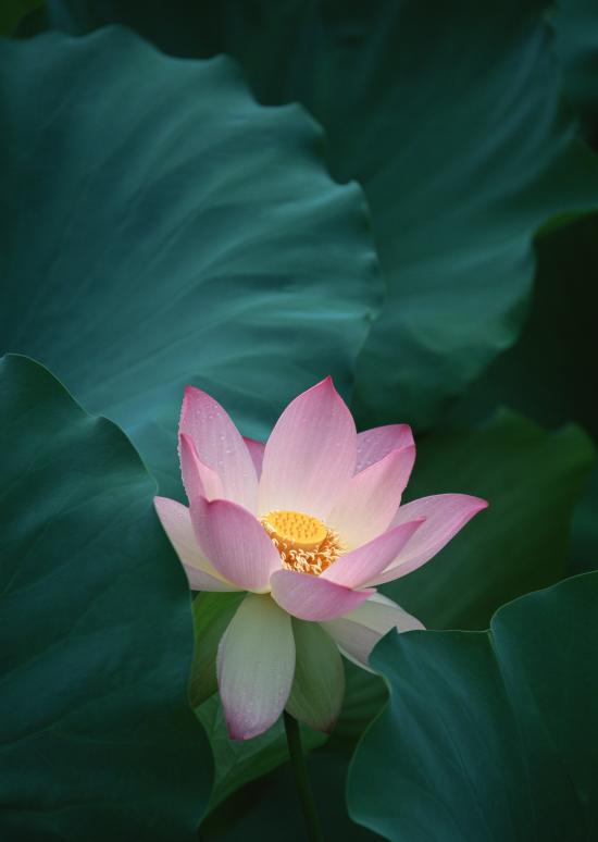 FLEURS CELESTE