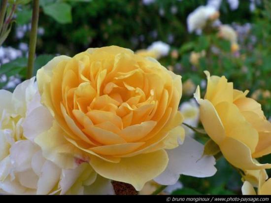 boudha fleurs