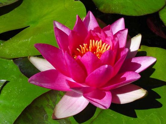 LOTUS  FLEURS ET ANGES