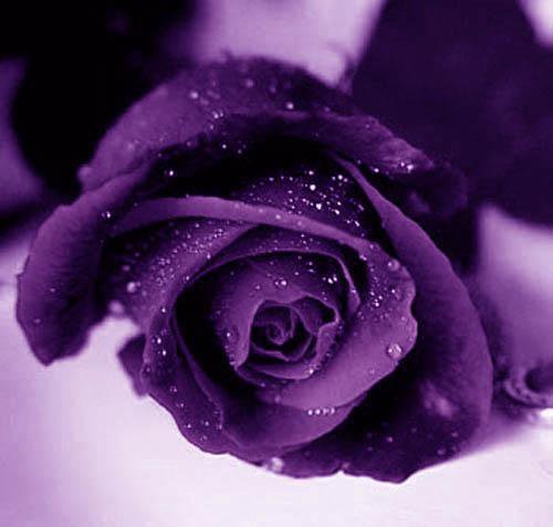 ETOILE FLEUR    BOUDHA CELESTE