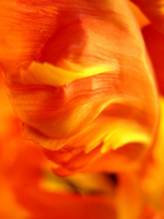 FLEURS BOUDHA