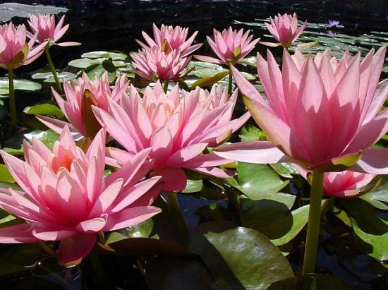 LOTUS  FLEURS ET ANGES