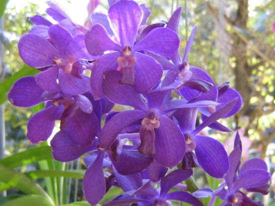 fleurs ange fee