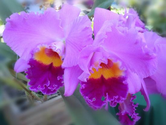 FLEURS CELESTE