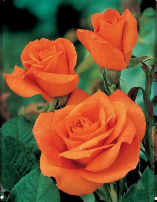 FLEURS CELESTE