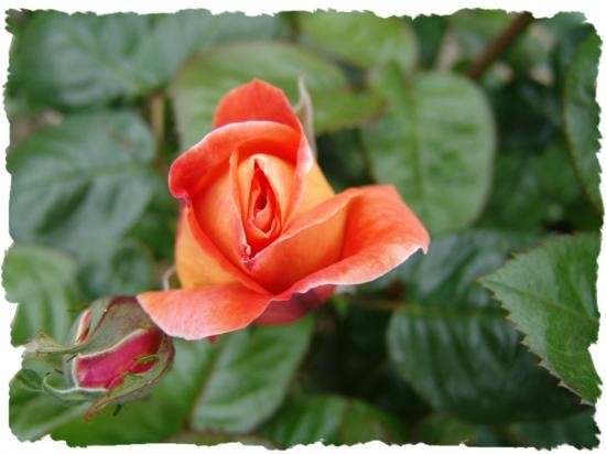 FLEURS CELESTE