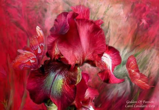 FLEUR FEE DRAGON