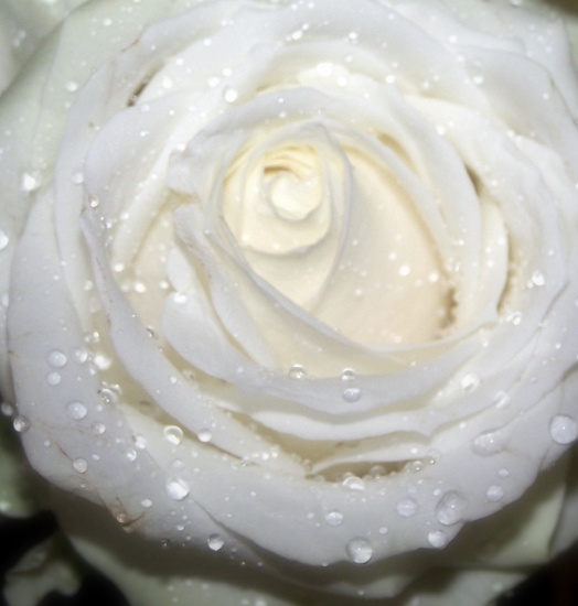 FLEURS CELESTE
