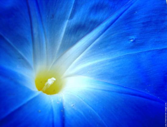FLEURS CELESTE